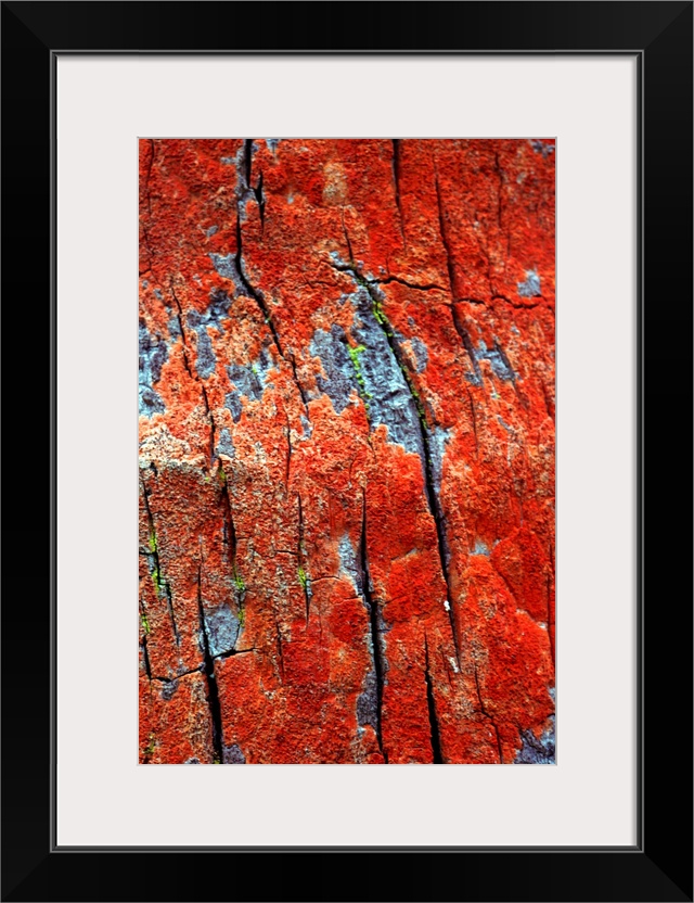 Bright redlichen growing on tree bark