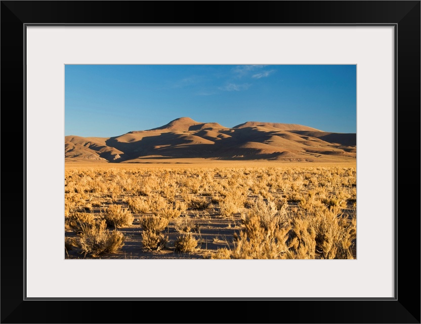 Brush in a desert, Jujuy, Argentina