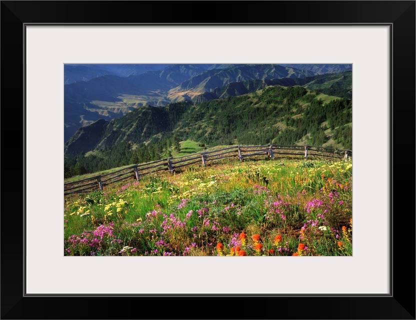 Wildflowers on Buckhorn Viewpoint overlooks the Imnaha River Valley in Hells Canyon National Recreation Area, Oregon