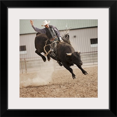 Bull rider during rodeo, Highland, Utah