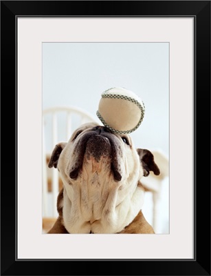 Bulldog Balancing Ball On Nose