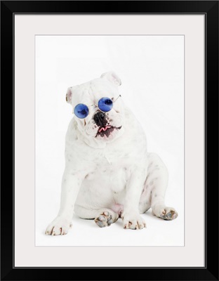 Bulldog wearing blue tinted shades