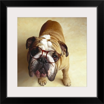 Bulldog with eyeglasses