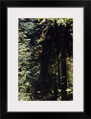 Butterflies flying in forest