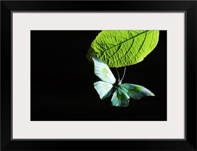 Butterfly flying by leaf