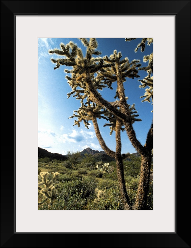 Cactus in Saguaro National Park , Arizona