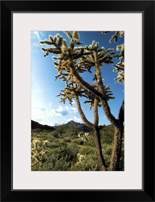 Cactus in Saguaro National Park, Arizona