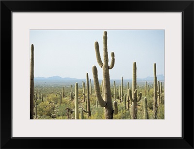 Cactus in Saguaro National Park, Arizona