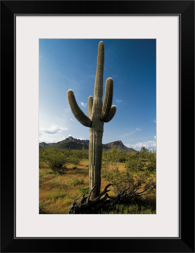 Cactus in Saguaro National Park , Arizona