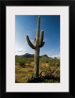 Cactus in Saguaro National Park, Arizona