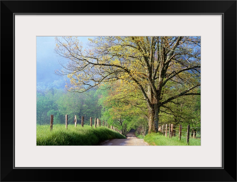 Cades Cove Lane In Great Smoky Mountains National Park