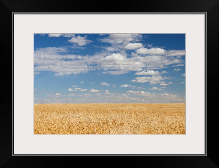 Canadian oat fields.