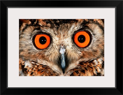 Cape Eagle Owl Eyes