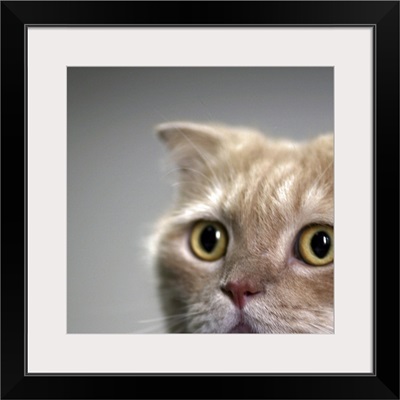 Cat head with watchful eyes with clear background.