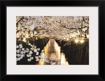 Cherry blossom at night