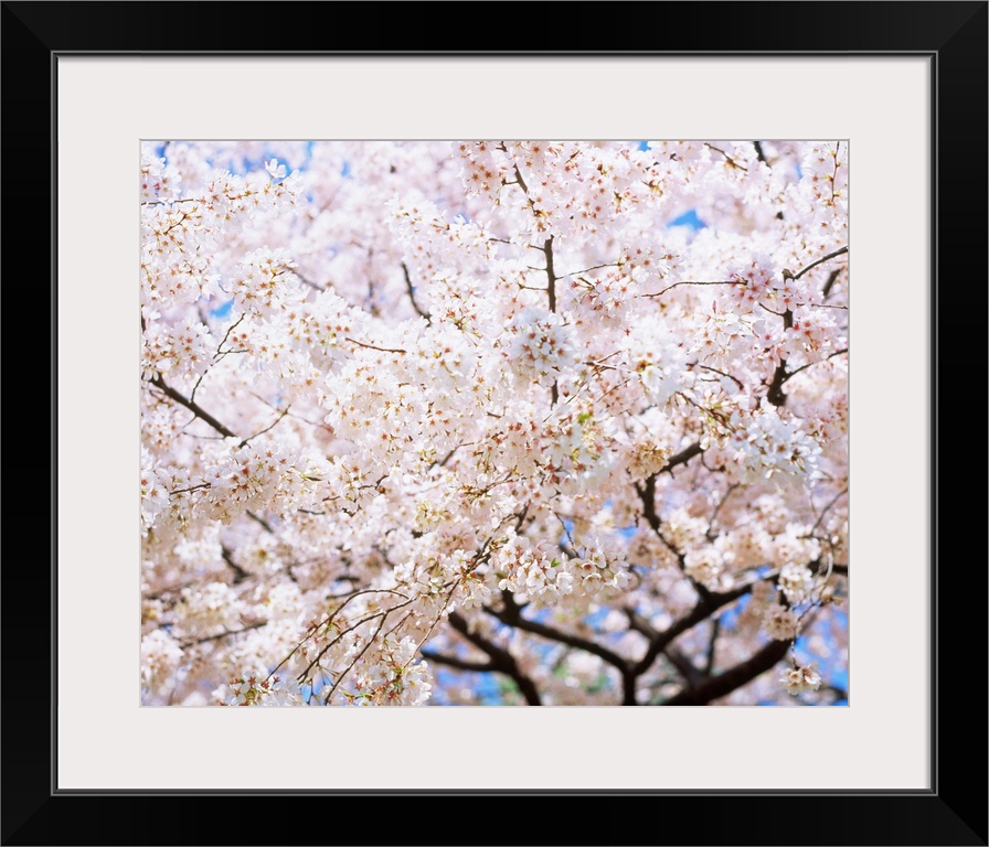 Cherry blossom on tree, spring