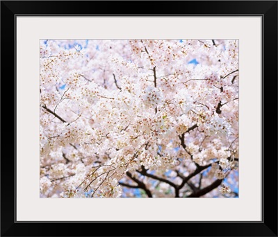 Cherry blossom on tree, spring