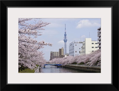 Cherry blossom trees along river, Tokyo.