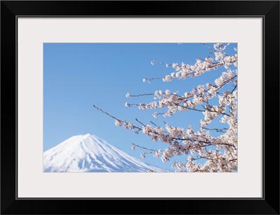 Cherry Blossoms And Mt. Fuji, Japan