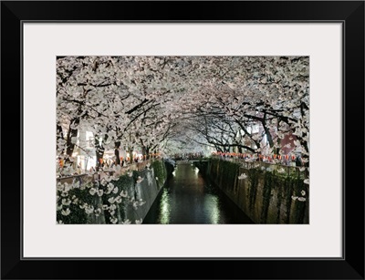 Cherry blossoms over Meguro River, Tokyo, Japan