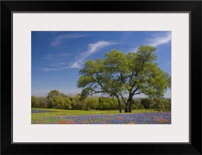 Chestnut Oak - Quercus muehlenbergii - in field of Texas Blue Bonnets