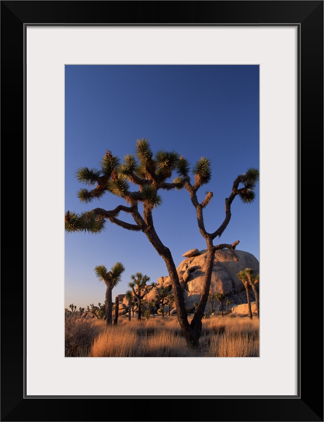 Cholla cactus and Cap Rock , Joshua Tree National Park , California