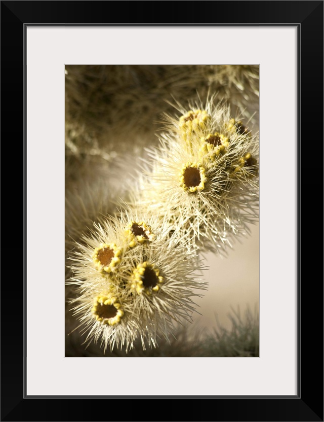 Cholla Cactus in Joshua Tree National Park