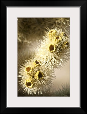 Cholla Cactus, Joshua Tree National Park