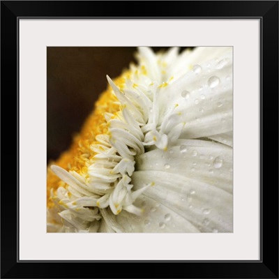Chrysanthemum daisy with raindrops