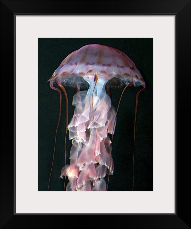 Juvenile jellyfish, Chrysaora (Pelagia) colorata. Purple-striped Jellyfish  Phylum Cnidaria ; Class Scyphozoa; Order Semae...