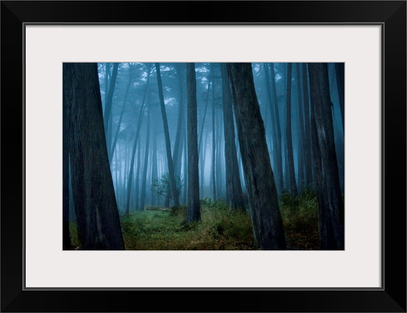 Fog surrounding Cypress trees in forest