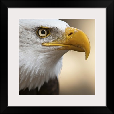 Close portrait of Bald eagle.