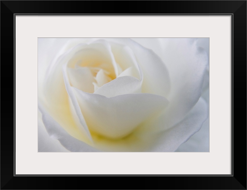 A macro photograph with shallow depth of field of a rose on a horizontal canvas.