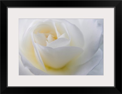 Close-up of a white rose