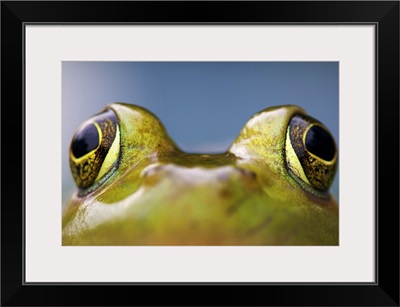 Close up of bulging eyes of American Bullfrog.