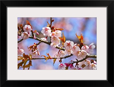 Close up of cherry blossom, with bokeh background.