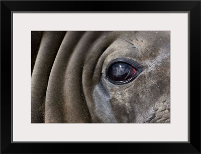 Close-Up Of Elephant Seal
