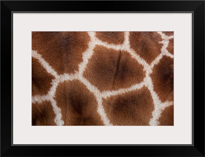 Close up of Giraffes Skin