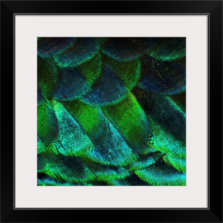 Giant, square, close up photograph of vibrant, shimmering peacock feathers, taken at a zoo.