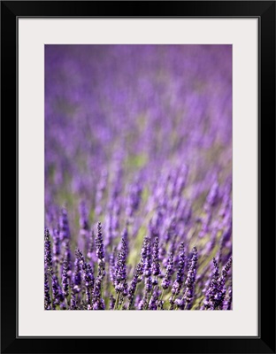 Close up of purple flowers in field