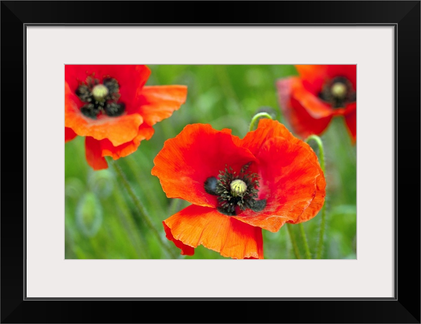 Close up of red poppies growing wild in field in Hertfordshire UK.