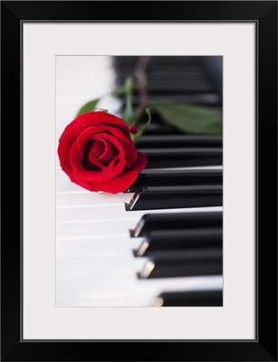 Close up of red rose lying on piano keys