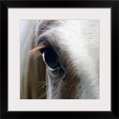 Close up of White horse eye