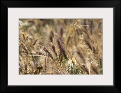 Close up of wild wheatfield
