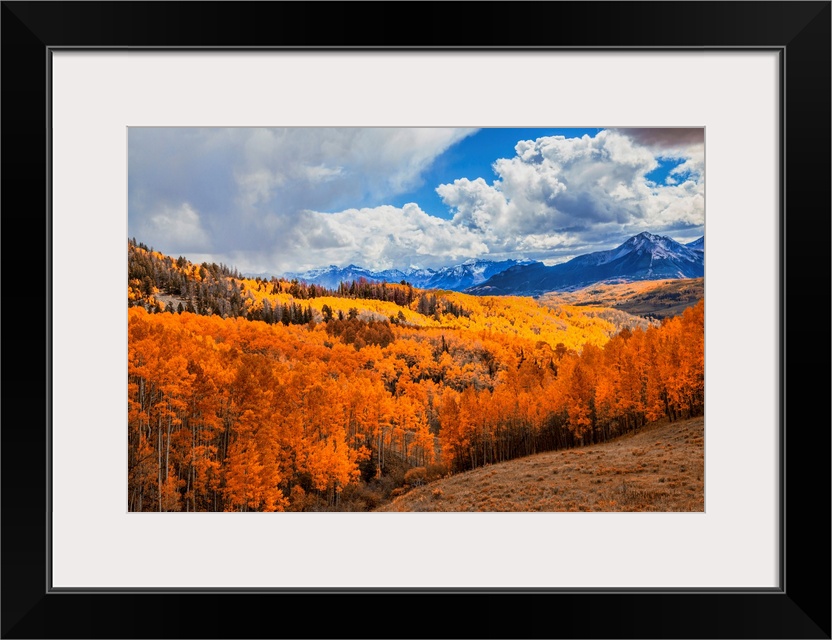 An autumn colored aspen forest on a cloudy day in the San Juan mountains.