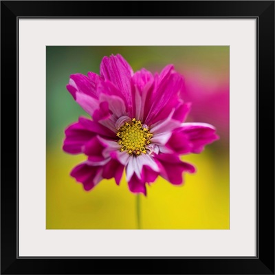 Colorful cerise pink single cosmos sonata facing front.