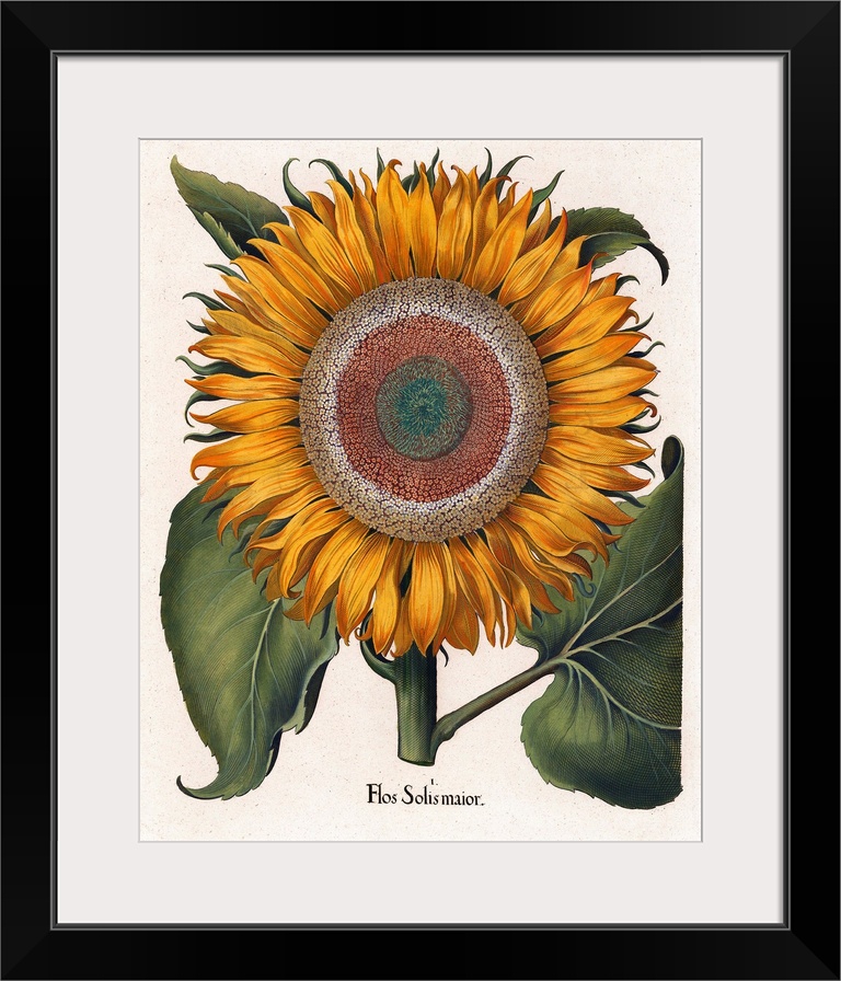Basilius Besler, The Common Sunflower (Flos Solis Maior), hand-colored copper engraving, 1713, published by Eichstaett