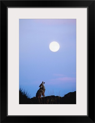 Coyote howling at moon