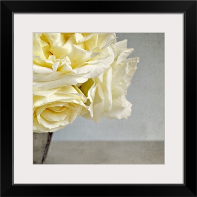 Cream vanilla roses in silver vase against Grey/blue background.