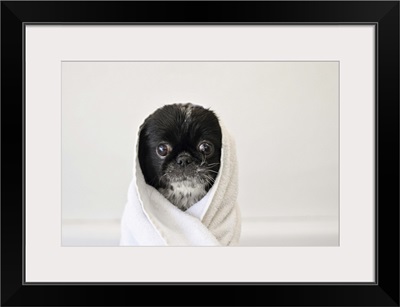 Cute dog wrapped in a towel